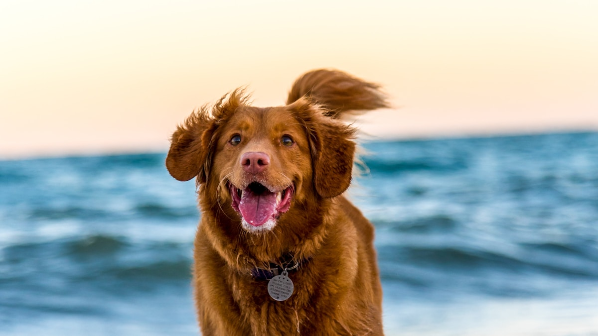 Featured image for Why Pet Care Brands Miss the Post-Purchase Relationship